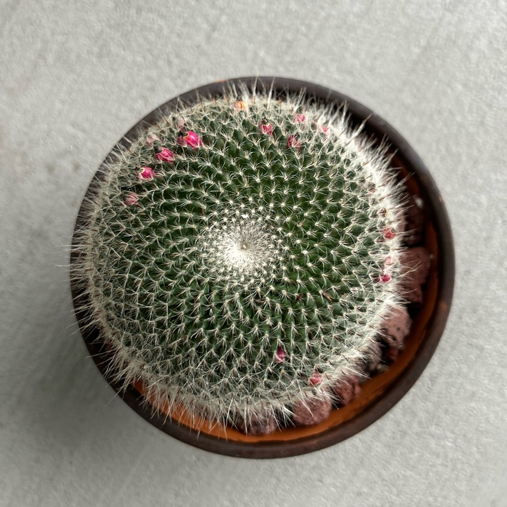 Mammillaria Hahniana - Large